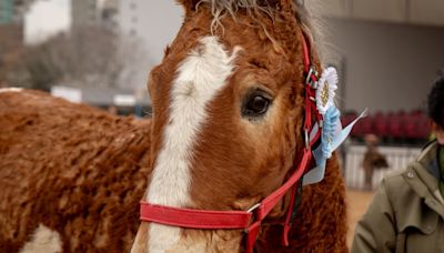 La curiosa raza de caballos: tiene rulos y sólo quedan 40 ejemplares en Argentina