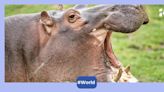 Watch: Safari goer throws plastic bag into hippo's mouth, leading to massive backlash