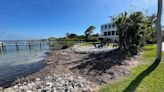 Longboat Key considers local enforcement of mangrove rules | Your Observer