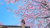 司馬庫斯櫻花季來了！2000株粉色櫻花海開滿山頭必訪