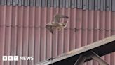 Peregrine falcons rear young at Hartlepool power station