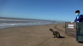 El conmovedor regreso a su hábitat de un lobo marino rescatado en el río Paraná