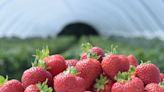 Improving weather generates abundance of strawberries for sale