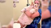 Viral 43-pound Ontario cat becomes TikTok star during weight loss journey