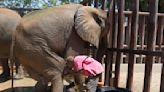 Foreign veterinarians visit ailing elephant in Pakistani zoo