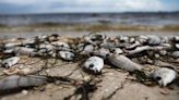 Tons of Dead Fish Wash Up in Florida Amid 'Red Tide'