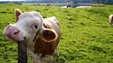 5 Signs of a Happy Cow Is a Reminder They’re Just Big Grass Puppes