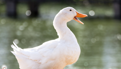 Mom Does Cute Spin-off of ‘The Bachelor’ to Help Her Single Duck Find Love