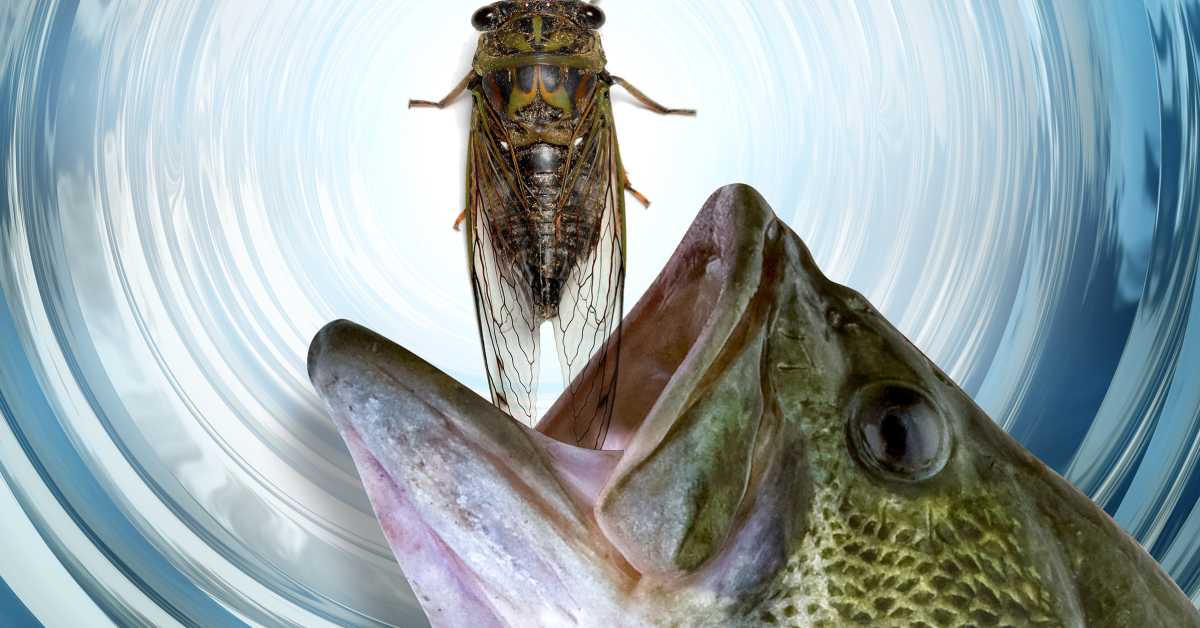 Cicada Invasion: Your Bass Fishing Advantage