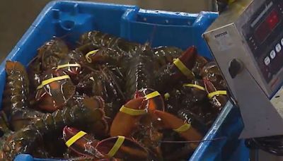 Rep. Golden pushes to delay proposed size increase for Maine lobstermen