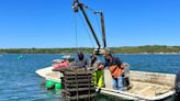 Island aquafarmers try new ways to grow oysters - The Martha's Vineyard Times