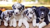 7 Ways to Find a Responsible Dog Breeder, According to Three Experts