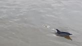 Two dolphins found dead on the bank of River Thames