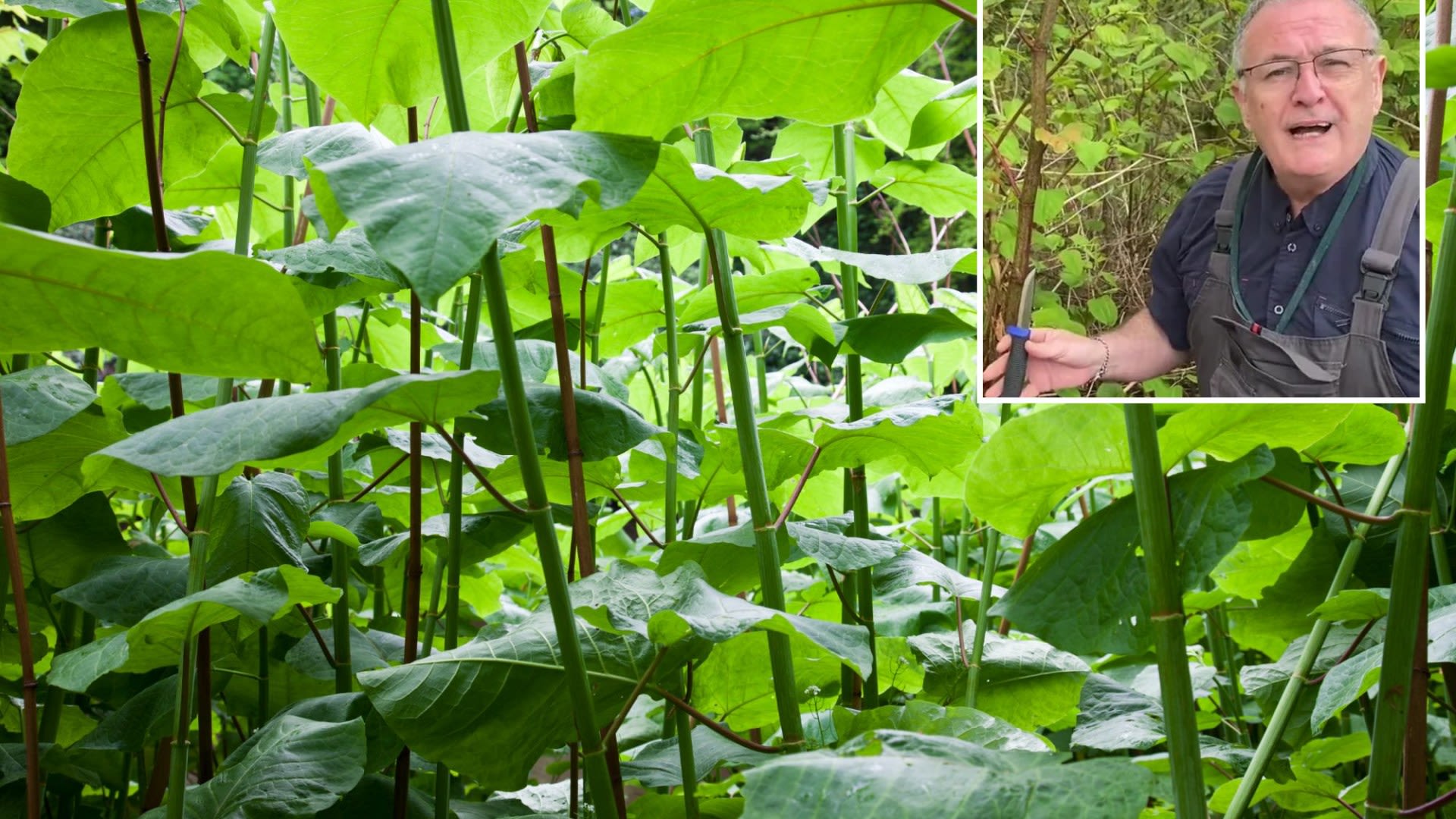 ‘Don’t dig it up’ warns gardening pro as Japanese knotweed takes over homes