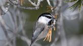 Mountain chickadees have remarkable memories. A new study explains why