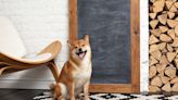 Can Investing $1,000 in Shiba Inu Make You a Millionaire?