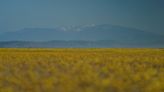 Carrizo Plain National Monument is California's wildflower hidden gem