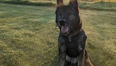 Community support needed after Mill Creek police dog Hondo undergoes surgery