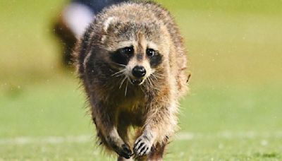 'We need to find him a ball': Racoon pitch invasion pauses US football game