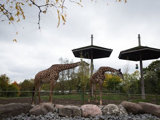 Two-year-old giraffe dies at Toronto Zoo while under general anesthesia