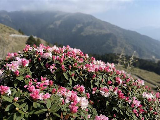 花蓮強震損壞太魯閣設施 合歡山杜鵑花季賞花改道 - 生活