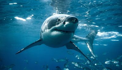 Shark Week! How to avoid attacks and more