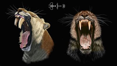 Evidence suggests saber-toothed cats held onto their baby teeth to stabilize their sabers