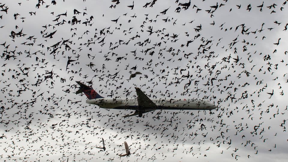 This is what happens when a plane collides with a bird