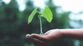 Ludhiana District Legal Services Authority initiates tree plantation drive | Ludhiana News - Times of India