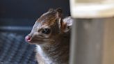 'Healthy' Baby from Small Antelope Species Born at Maryland Zoo