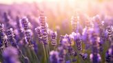 Aceite de lavanda, el eficaz remedio natural para reumas y dolores musculares