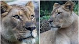 動物園幫母獅尋找第二春 相親幾分鐘就被公獅攻擊慘死