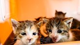 Nine lives: Kitten nursery settles with North Whitehall to continue operation