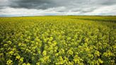 China hits Canada with anti-dumping probe on canola imports, Ottawa deeply concerned