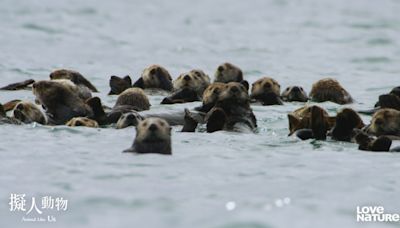 動物界PUA大師！超萌水獺行徑卻像土匪 「綁架人質」換免費午餐