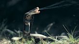 Common blood-thinning drug neutralises cobra venom