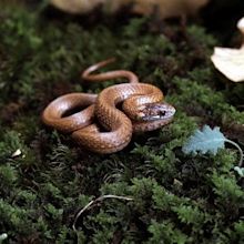 Snakes of Ohio: Identifying all 25 species (slideshow) - cleveland.com