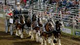 Clydesdales, bull riders, broncos and Texas longhorns are at the Wild Bill Hickok Rodeo