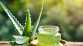 Cuáles son los beneficios del té de sábila o aloe vera