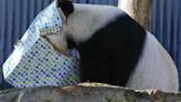 NO COMMENT: El primer ministro chino intenta mejorar la diplomacia de los pandas en Australia