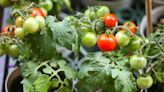 Avoid common tomato growing mistakes or risk ‘no crop’ this summer