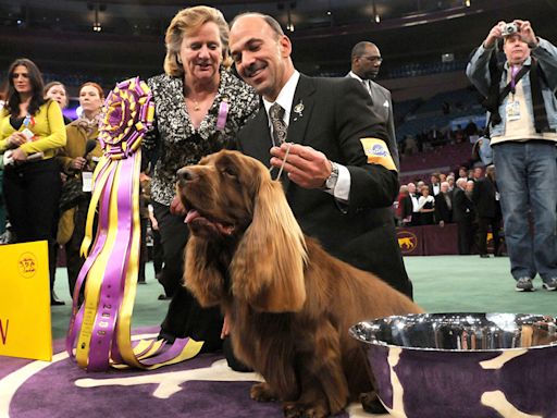 How to Watch the Westminster Dog Show This Weekend to See Which Pooch Wins Best In Show