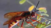 Cicadas won't be the only thing emerging in 2024. What to know about their enemy — killer cicada wasps