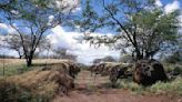 The ghosts of Hawaiian railroading past: Abandoned railroads never fully disappear - Trains