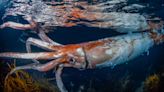 Diver captures stunning photos of rare 8-foot giant squid