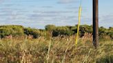 Can you spot the coyote blending into the Texas grassland?