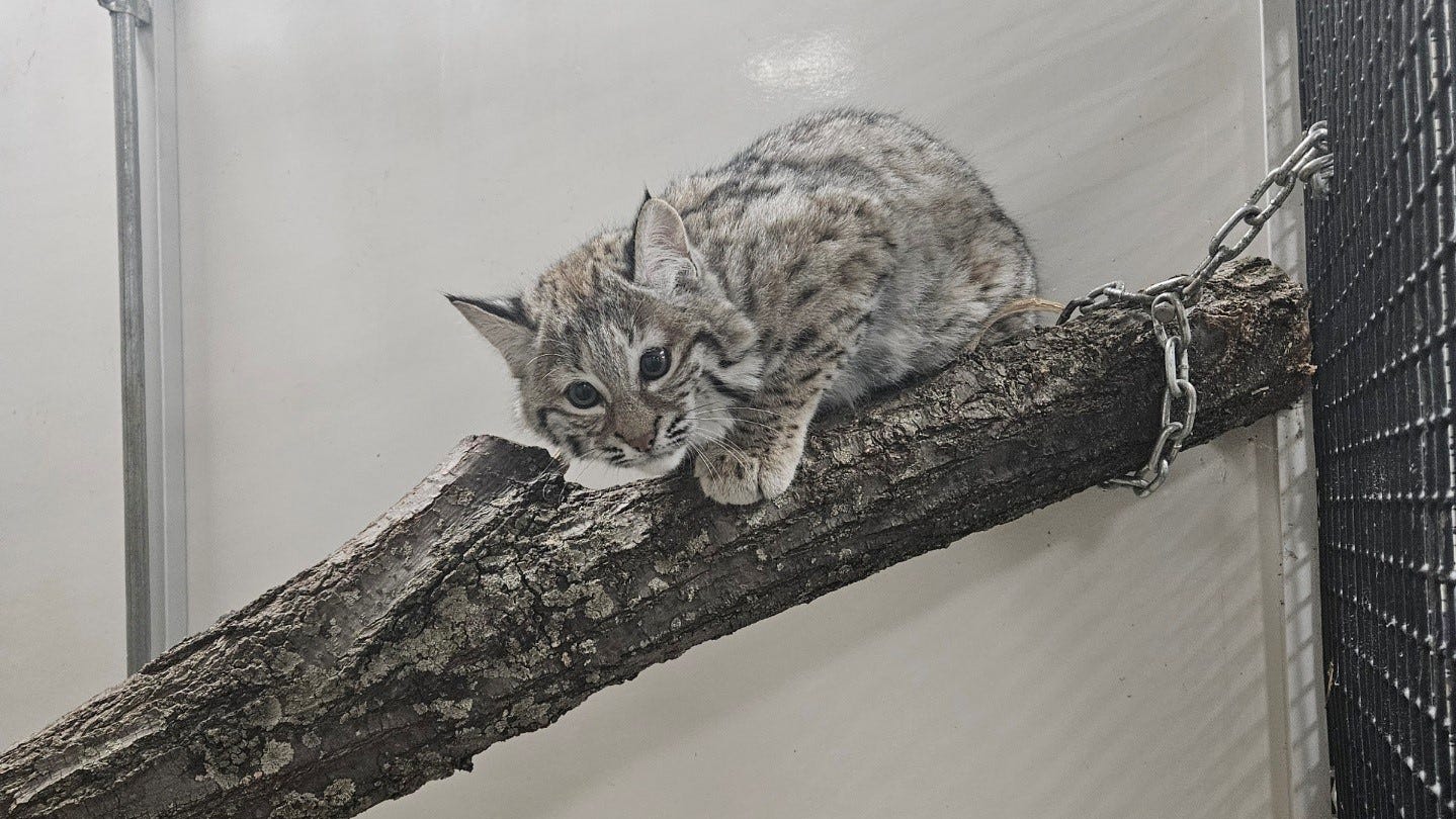 Grace, the escaped bobcat, safely returned to Washington Park Zoo in Michigan City