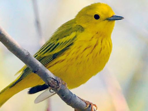 A massive bird migration is occurring over Illinois, and it comes with an 'increasing threat'