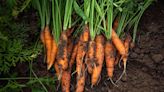 How to Grow Carrots in Your Own Backyard, According to Gardening Experts