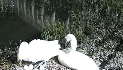 Freshney swans prepare to hatch six eggs as wildlife group warns of people throwing bottles